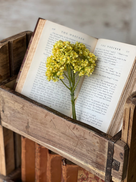 Yellow Mayflower