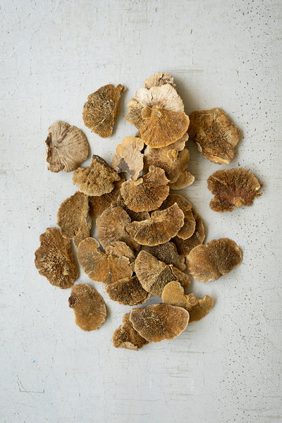 Bag og 48 Dried Sponge Mushrooms