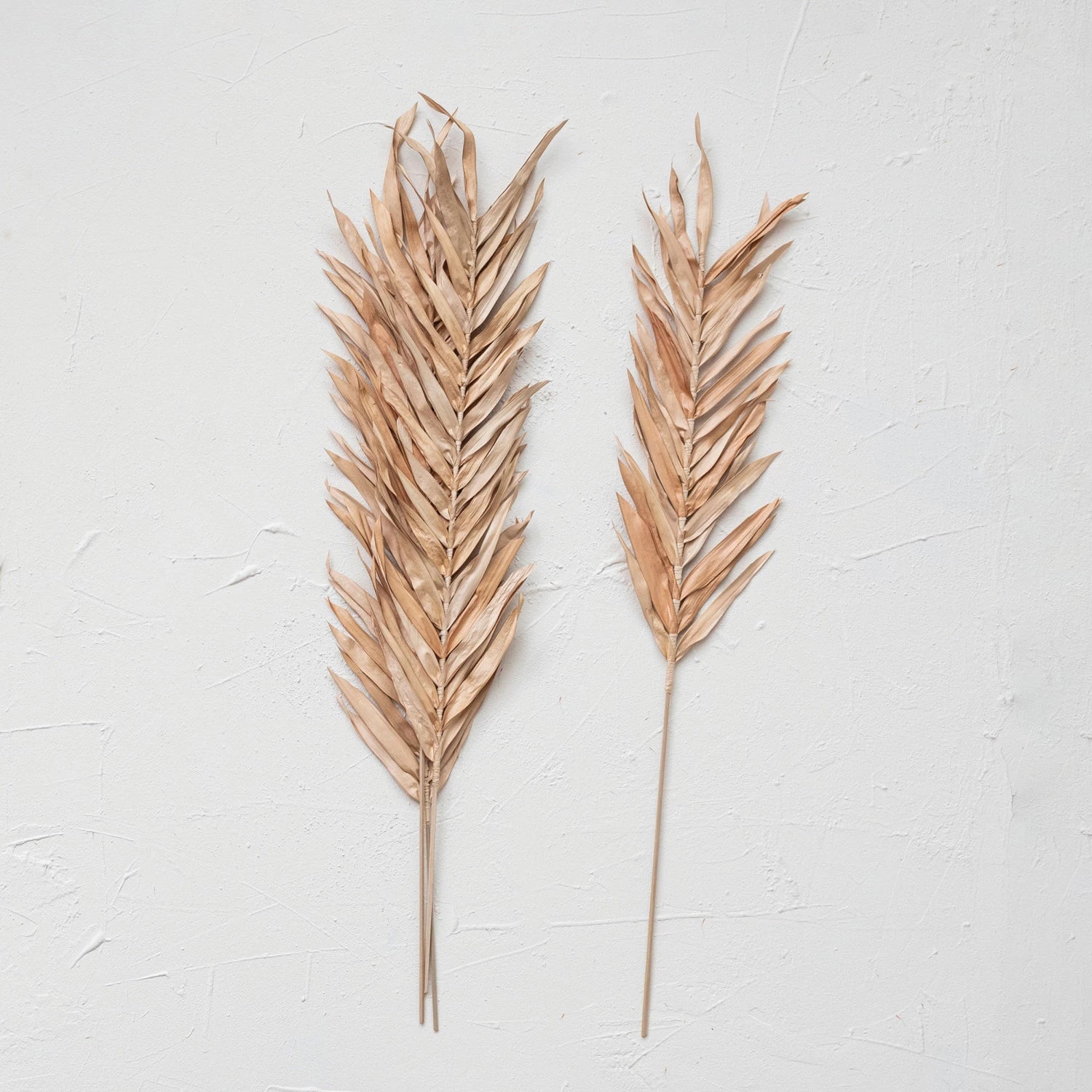 dried natural palm
